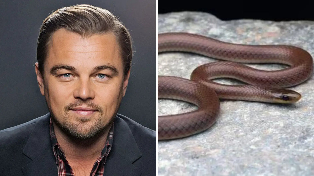 The Slithery Surprise: Leonardo DiCaprio's Himalayan Namesake