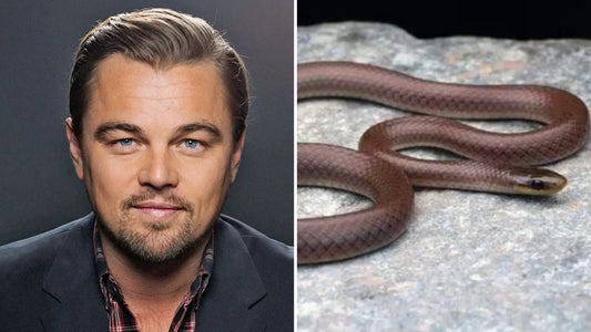The Slithery Surprise: Leonardo DiCaprio's Himalayan Namesake