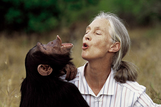 Remembering Jane Goodall: A Life Dedicated to Conservation and Hope