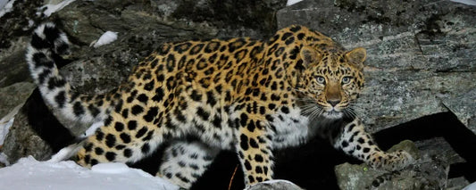 Protecting the Vanishing Wonders: A Guide to Endangered Species Conservation