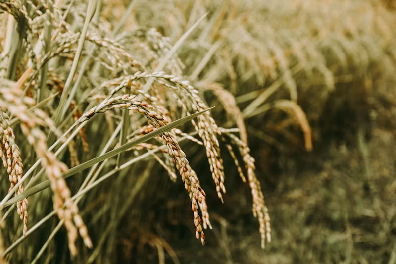 Alternate Wet Drying: The Future of Sustainable Rice Farming